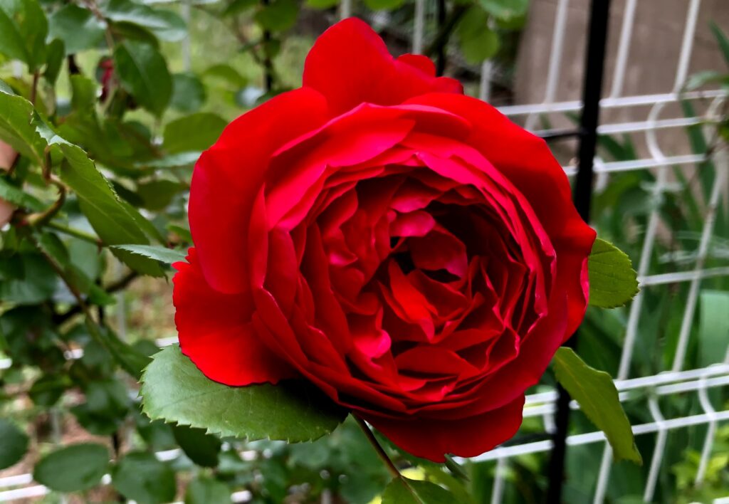 理想の赤いつるバラ、フロレンティーナ | にゃんにゃんガーデン
