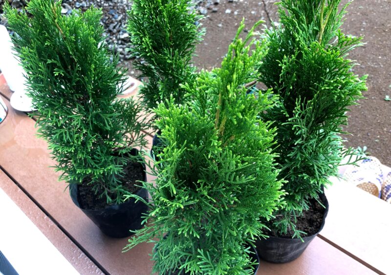 現品 ネズ ネズミサシ コニファー 特大苗 4mほど 山採り 現品 ネズ