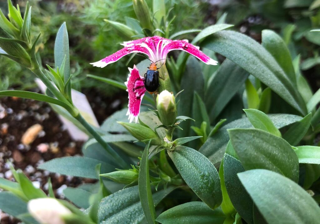 ナデシコの花を食べるクロウリハムシ